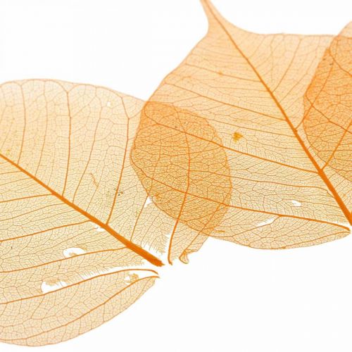 položky Kostra vrbových listů oranžová suchá deco 200p