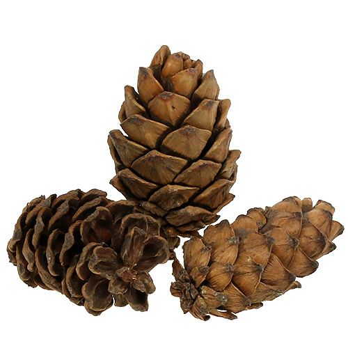 Floristik24 Šišky přírodní 9cm - 10cm 6 ks