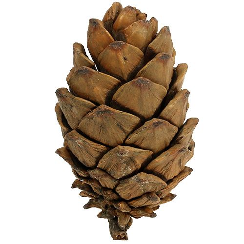 Floristik24 Šišky přírodní 9cm - 10cm 6 ks