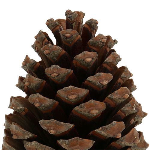 položky Šišky Pinus Maritima 10cm - 15cm Přírodní 3 ks