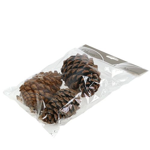 položky Šišky Pinus Maritima 10cm - 15cm Přírodní 3 ks