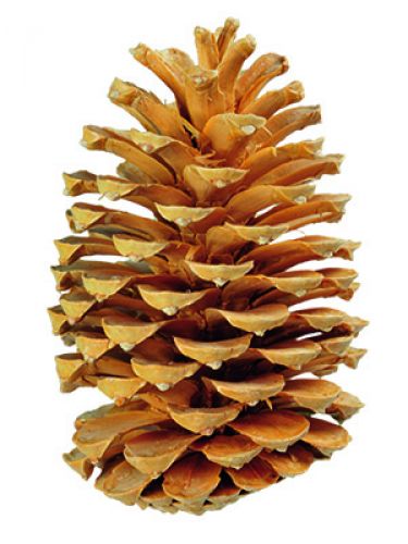 Floristik24 Maritima šišky smetanová / vanilková směs 25ks STARÁ POLOŽKA