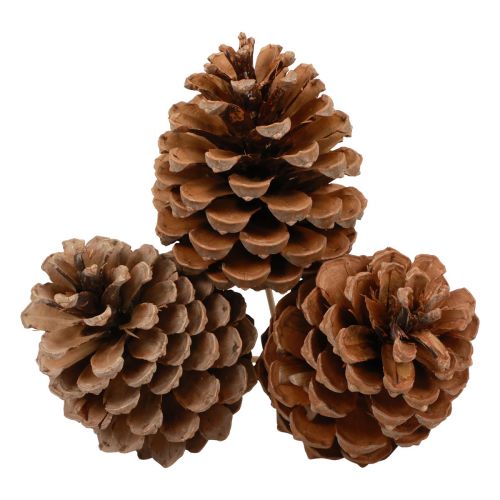 položky Šišky Maritima Maritime Pine Natural 5-10cm na špejli 50 kusů