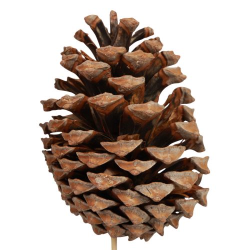 položky Šišky Maritima Maritime Pine Natural 5-10cm na špejli 50 kusů