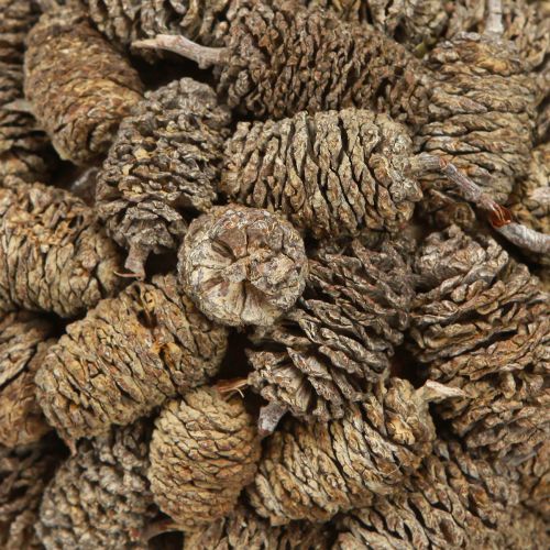Floristik24 Kuželová koule k zavěšení olšových šišek, bíle natřená, 12 cm