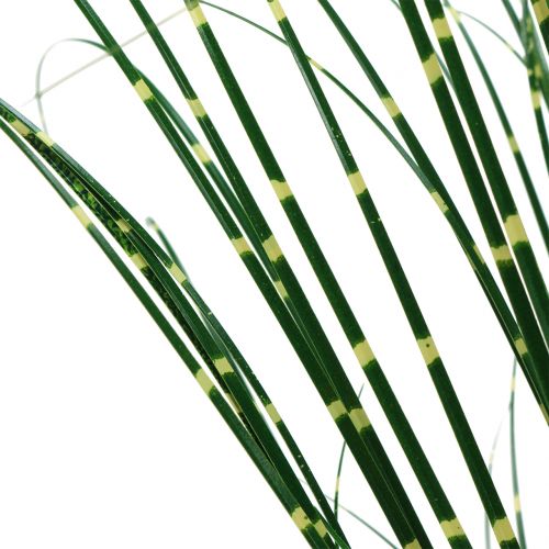 Floristik24 Zebra tráva v květináči Zelená 60cm