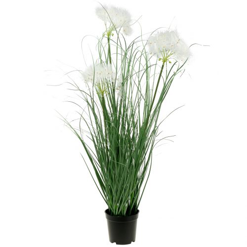 Floristik24 Okrasná tráva s bílými semeny zelená V73cm