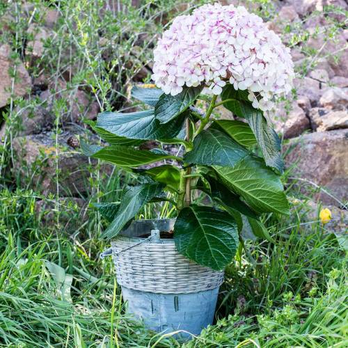 Floristik24 Zinkové vědro s proutěným výpletem Ø32cm V27,5cm