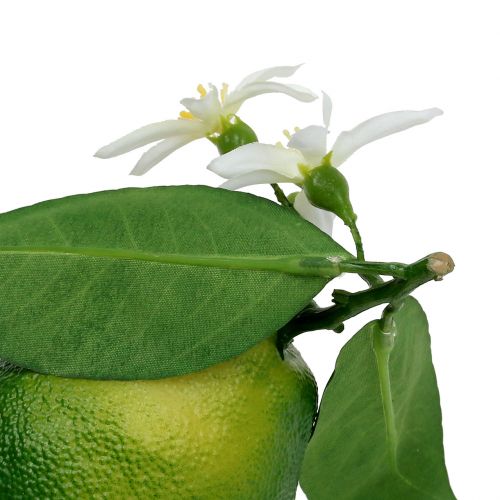 Floristik24 Citrony s květem 9,5cm zelené 4ks