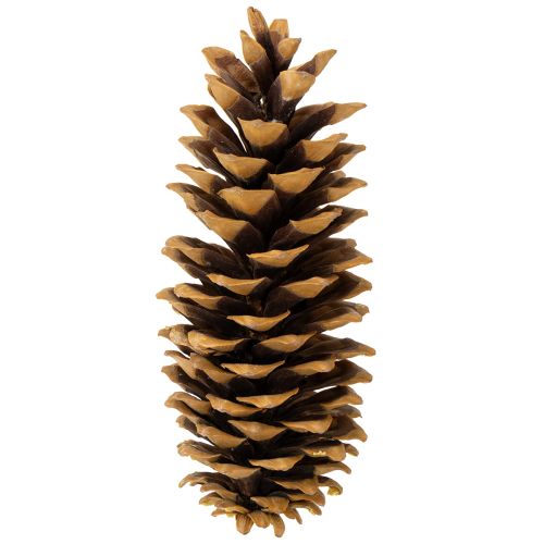 položky Přírodní šišky z cukrové borovice 20-25 cm