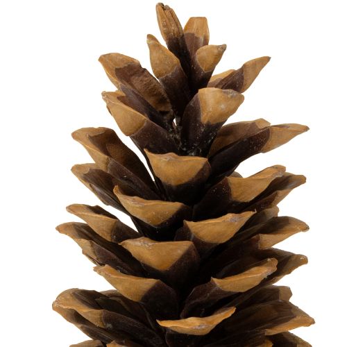 položky Přírodní šišky z cukrové borovice 20-25 cm