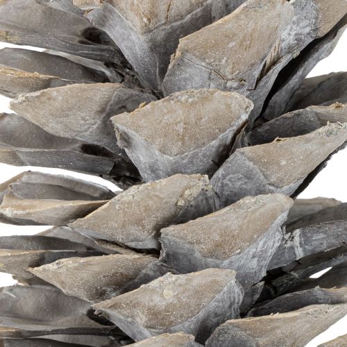 položky Šišky z cukrové borovice bíle natřené 20cm - 30cm