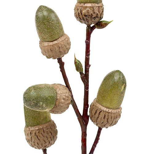 Floristik24 Větev s žaludem hnědá, zelená L30cm