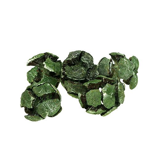 Floristik24 Cypřišové šišky 3cm zelené 500g