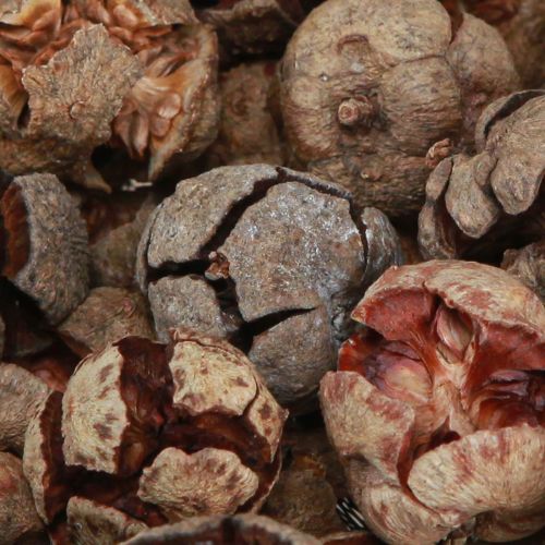 položky Cypřišové šišky dekorativní přírodní šišky cypřiše 2-4cm 250g