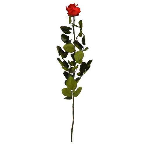 Floristik24 Růže nekonečna s konzervovanými listy Amorosa červená L54cm