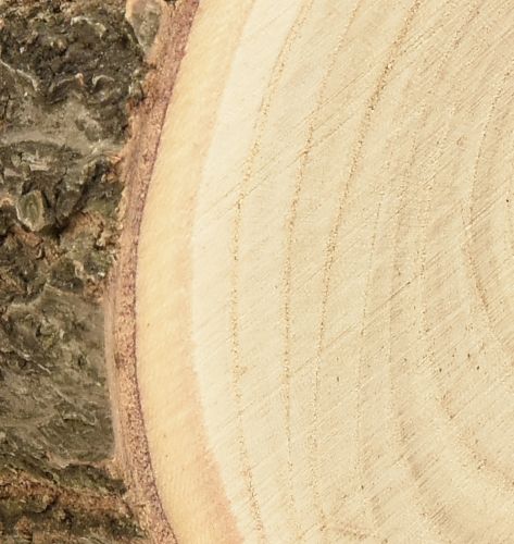 položky Strom Disc Paulownia Bluebell Tree Natural Ø12-14cm 6 ks