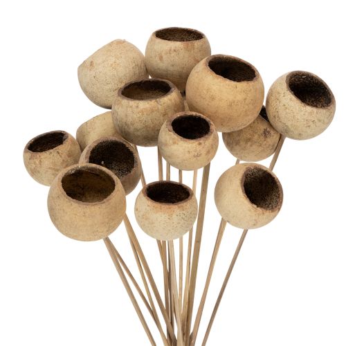 položky Směs zvonkovitých kelímků na stonku, přírodní exotické odrůdy, 15 kusů