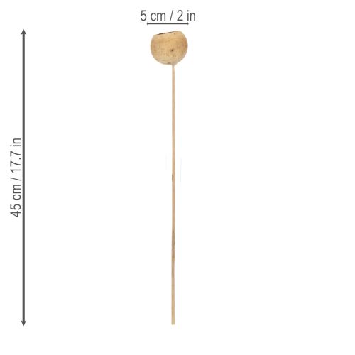 položky Směs zvonkovitých kelímků na stonku, přírodní exotické odrůdy, 15 kusů
