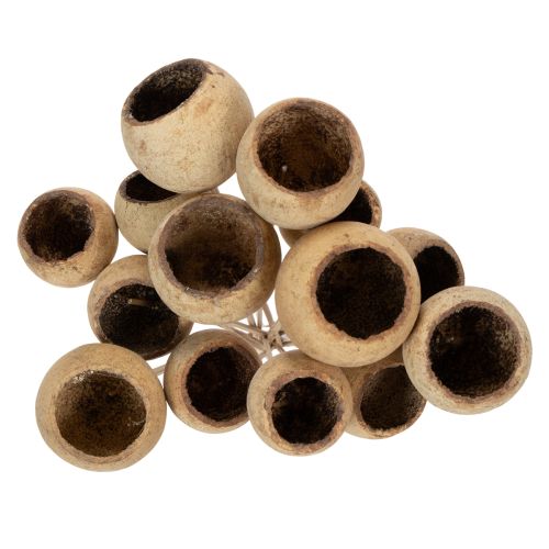 položky Směs zvonkovitých kelímků na stonku, přírodní exotické odrůdy, 15 kusů