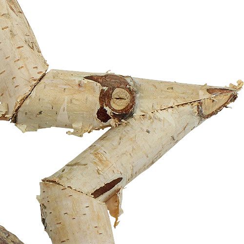 Floristik24 Březová hvězda na zavěšení 22cm