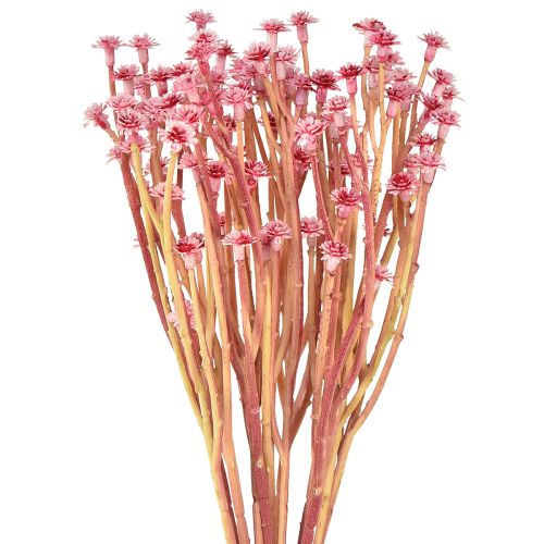 položky Curry Herb Slaměnka umělá růžová L28cm 12 ks 1 svazek