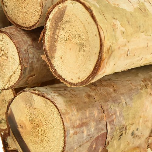 Floristik24 Ozdobné březové větve přírodní 30cm 6 ks