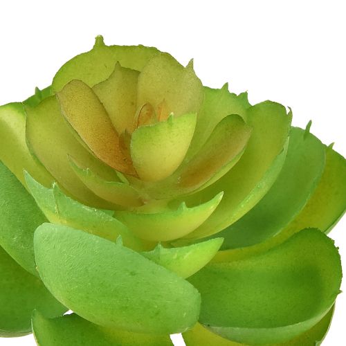 položky Echeveria Umělé sukulenty zelené Ø7cm 6 ks