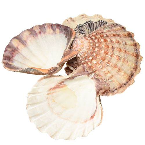 položky Pravé mušle mořské – přírodní – námořní nádech 1 kg
