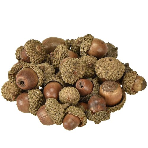 Floristik24 Žaludy na dekoraci, podzimní dekorace, přírodní podzimní plody Ø1,5 – 2,5 cm D1,5 – 3 cm 300 g