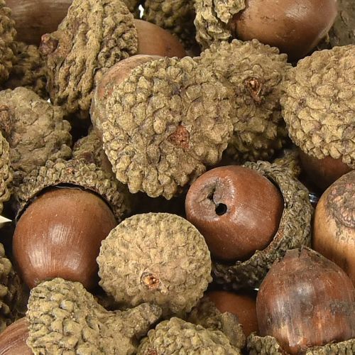 položky Žaludy na dekoraci, podzimní dekorace, přírodní podzimní plody Ø1,5 – 2,5 cm D1,5 – 3 cm 300 g