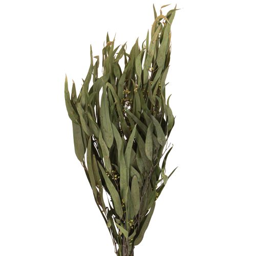 položky Eukalyptus konzervované větve listy zelené oválné 150g