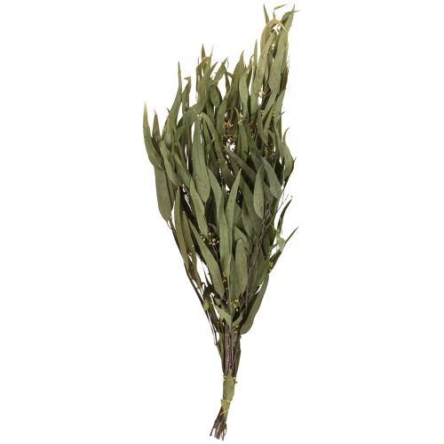 položky Eukalyptus konzervované větve listy zelené oválné 150g