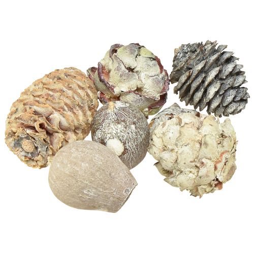 Floristik24 Exotické šišky Leucodendron bílý praný 3-4cm 450g