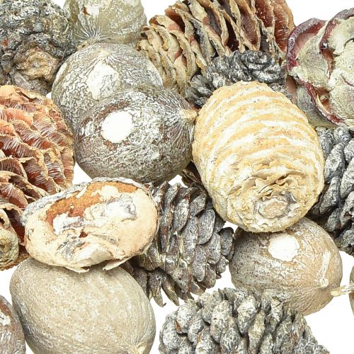 položky Exotické šišky Leucodendron bílý praný 3-4cm 450g