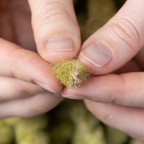 položky Nadýchaná plstěná šňůra Mirabell, vlněná, zelená, 25m, dekorativní stuha pro květinářství, dekorace, tvoření, DIY