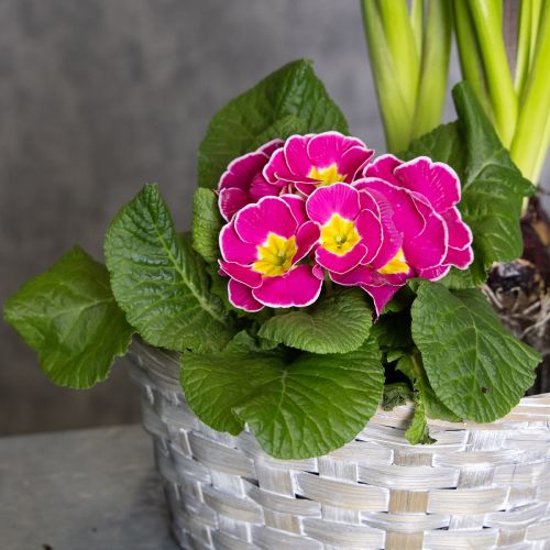 položky Pletený koš jako stylová květinová dekorace do obývacího pokoje. Velikonoční koš, 23 cm, 6 kusů.