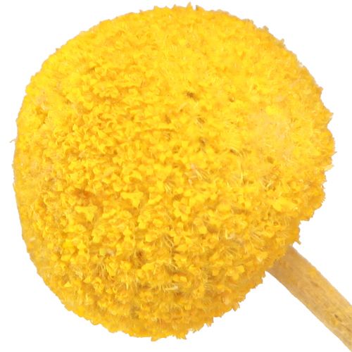 Floristik24 Žluté paličky Craspedia sušené 45-55cm 20 ks