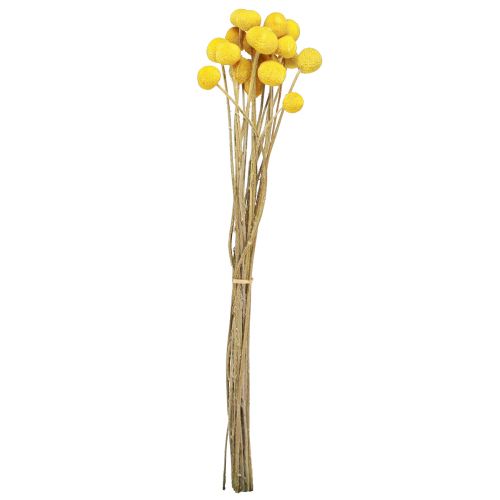 Floristik24 Žluté paličky Craspedia sušené 45-55cm 20 ks