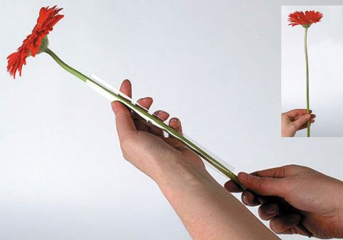 položky Podpěrná hadice Gerbera 200m