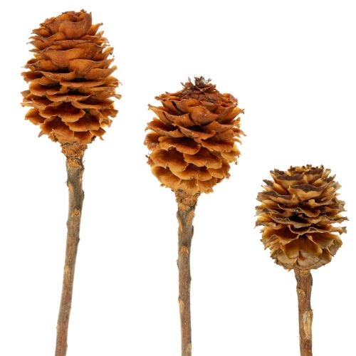 Floristik24 Sušené květy Glabrum Leucospermum 25-40cm 25 ks