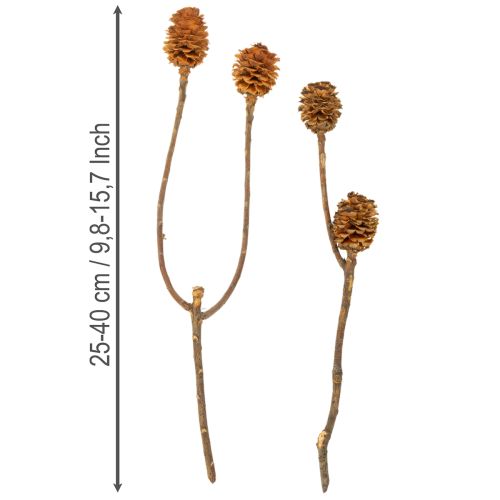 položky Sušené květy Glabrum Leucospermum 25-40cm 25 ks