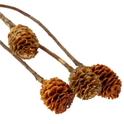 položky Sušené květy Glabrum Leucospermum 25-40cm 25 ks