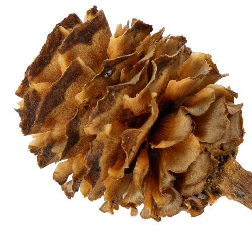 položky Sušené květy Glabrum Leucospermum 25-40cm 25 ks