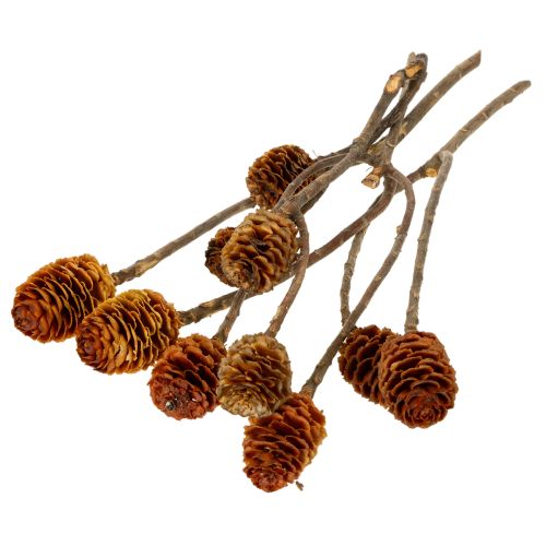 položky Sušené květy Glabrum Leucospermum 25-40cm 25 ks