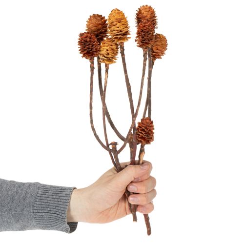 položky Sušené květy Glabrum Leucospermum 25-40cm 25 ks