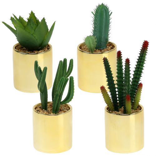 Kaktusy zelené ve zlatém květináči 12cm - 17cm 4ks