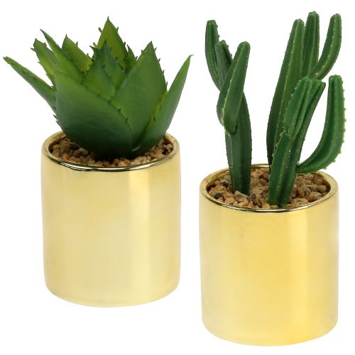 Floristik24 Kaktusy zelené ve zlatém květináči 12cm - 17cm 4ks