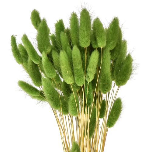 Floristik24 Králičí ocásek okrasná tráva Lagurus olivově zelená L65cm 50g
