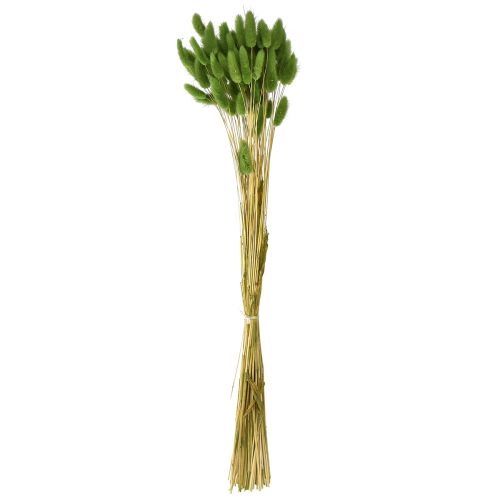 Floristik24 Králičí ocásek okrasná tráva Lagurus olivově zelená L65cm 50g